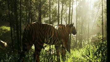 fest Bengalen Tiger sucht zum es ist Beute im ein Bambus Hain foto