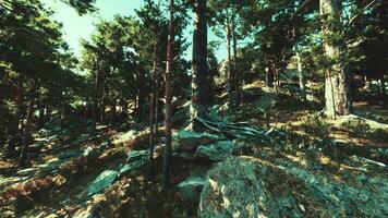 felsig Klippen Unterstützung ein Nadelbaum Wald, ausgesetzt zu das Elemente foto