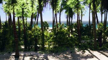 tropischer Strand mit Kokospalme foto