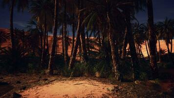 Palme Bäume silhouettiert gegen ein sternenklar Wüste Himmel beim Nacht foto