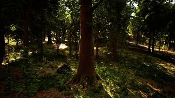Sonnenlicht Streaming durch ein dicht Wald foto