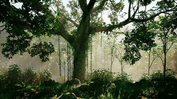 Innerhalb ein Regenwald bedeckt im hell Grün Moos foto