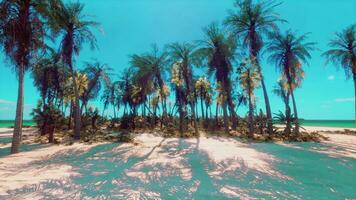 ein heiter tropisch Strand mit ein Hintergrund von schön Palme Bäume foto