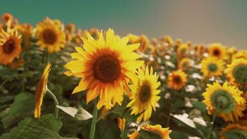 ein beschwingt Feld von Sonnenblumen gegen ein schön Himmel Hintergrund foto