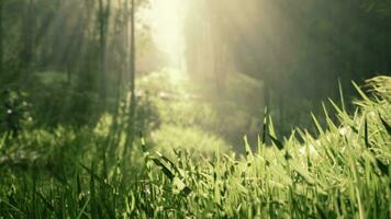 Grün Bambus Wald im das Morgen Sonnenlicht foto