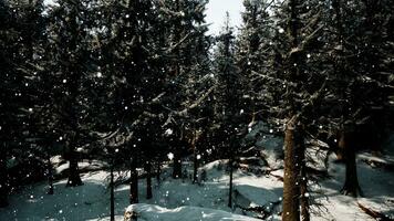 ein heiter Winter Wunderland mit ein dicht Wald bedeckt im ein Decke von Schnee foto