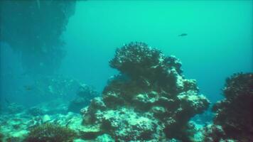 ein unter Wasser Aussicht von ein Koralle Riff mit Fisch foto