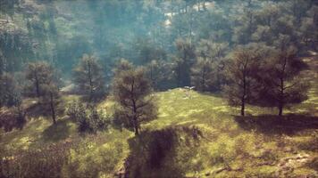 Nebeliger Sommermorgen in den Bergen foto