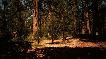 Mammutbaum National Park im Kalifornien foto
