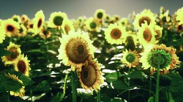 ein beschwingt Feld von Sonnenblumen gegen ein malerisch Himmel Hintergrund foto