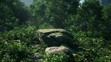 ein Felsen im das Mitte von ein üppig Grün Wald foto