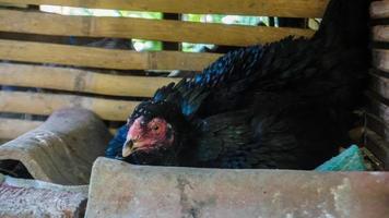Hühnermama im Stall