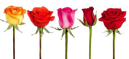 fünf Rosen in verschiedenen Farben foto