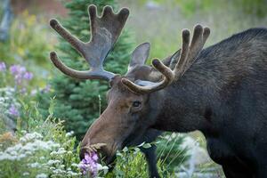 Elch im das Colorado felsig Berge. Stier Elch schnüffeln Wildblumen im das felsig Berge. foto