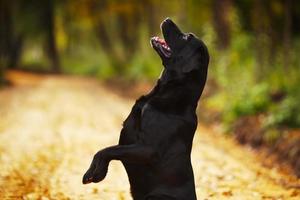 Labrador steht auf den Hinterbeinen foto