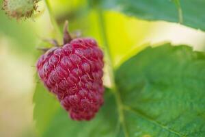 reif Himbeere Beere auf ein Hintergrund von Grün Blätter. rot Himbeere Makro Foto. foto