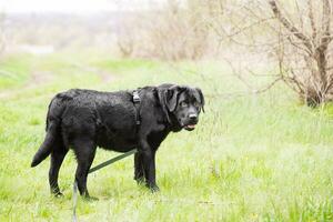 Labrador Retriever im Geschirr und Leine auf Natur Hintergrund. Hund auf ein gehen. ein Haustier, ein Tier. foto