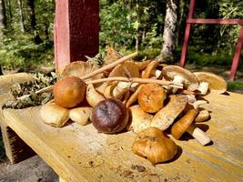 eine Verstreuung verschiedener Pilze auf einem Holztisch im Wald