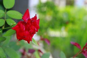 Nahansicht Bild schön Single Rose mit Grün Blätter Hintergrund im Garten Natur foto