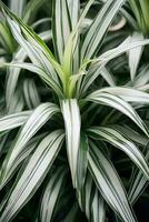 ai generiert Traufe von Weiß Grün Pflanze Chlorophytum Komosum, verbreitet Spinne Pflanze schließen oben natürlich botanisch Hintergrund eingetopft Zimmerpflanzen im Gewächshaus foto
