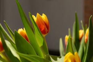 ein Strauß von Tulpen im ein Zimmer foto