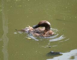 Entenschwimmen in einem Teich foto