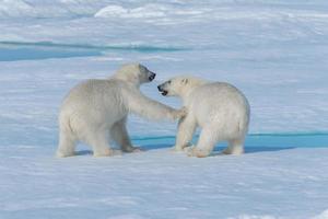 zwei junge wilde Eisbärenjungen, die auf Packeis im arktischen Meer, nördlich von Spitzbergen, spielen foto