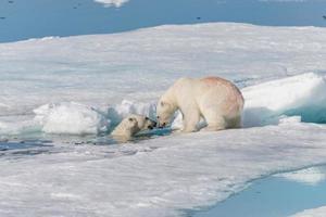 zwei junge wilde Eisbärenjungen, die auf Packeis im arktischen Meer, nördlich von Spitzbergen, spielen foto