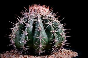 schließen oben melocactus mit Studio Beleuchtung gegen dunkel Hintergrund foto