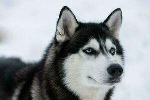 Husky-Hundeporträt, schneebedeckter Winterhintergrund. lustiges Haustier beim Gehen vor dem Schlittenhundetraining. foto