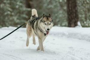 Schlittenhunderennen. Husky-Schlittenhundegespann im Geschirrlauf und Zughundefahrer. Wintersport-Meisterschaftswettbewerb. foto