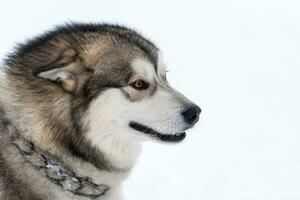 Husky-Hundeporträt, schneebedeckter Winterhintergrund. lustiges Haustier beim Gehen vor dem Schlittenhundetraining. foto