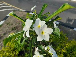 Weiß Plumeria pudica Blumen sind im voll blühen im das Garten, damit schön und charmant foto