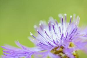 Makro Schuss Sanft lila Blume auf natürlich Grün Hintergrund. schön Natur Makro, tolle Einzelheiten. sonnig Nahansicht Blühen Blumen- Garten Foto