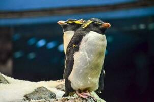 zwei Pinguine Stehen auf oben von ein Felsen foto