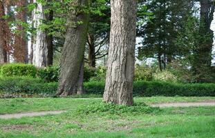 Garten beim lokal Öffentlichkeit Park von England foto