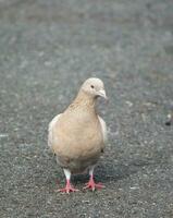 süß Vögel beim lokal Öffentlichkeit Park foto