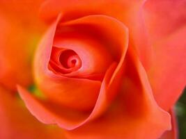 ein schließen oben von ein Orange Rose mit ein Grün Hintergrund foto