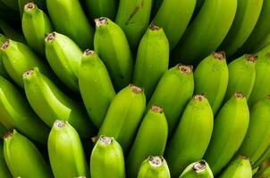 ein Bündel von Grün Bananen sind hängend von ein Baum foto