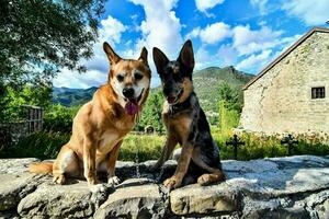 zwei Hunde Sitzung auf ein Stein Mauer im Vorderseite von ein Kirche foto