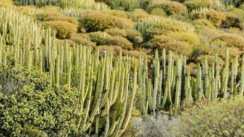 Kaktus Pflanzen im das Wüste mit Grün Blätter foto