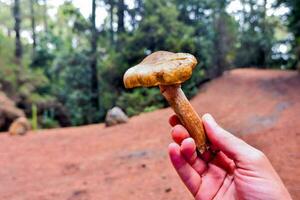 ein Hand halten ein Pilz im das Wald foto