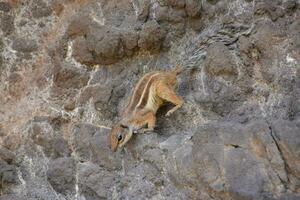 ein Chipmunk Klettern oben ein Felsen Mauer foto