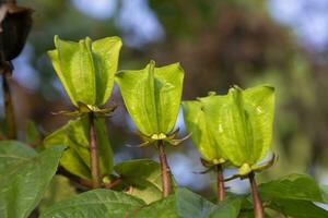 ulat kambal oder Abrom Augustum, ist ein Kräuter- Pflanze foto