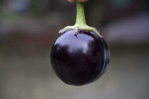 ein Aubergine mit ein flach Tiefe von Feld. selektiv Fokus foto