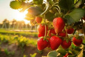 ai generiert Erdbeere Pflanze im das Feld beim Sonnenuntergang. frisch Erdbeere auf das Feld, ein Ast mit natürlich Granatäpfel gegen ein verschwommen Hintergrund von ein Granatapfel Garten während das golden Stunde foto