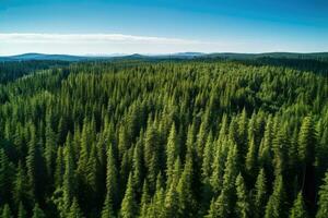 ai generiert Antenne Aussicht von Nadelbaum Wald im Sommer. oben Sicht, Antenne Aussicht von Grün Sommer- Wald mit Fichte und Kiefer Bäume im Finnland, ai generiert foto