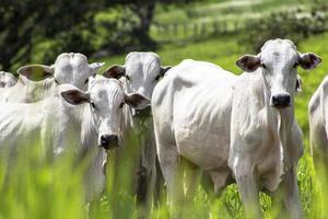Herde von Nelore-Rindern, die auf einer Weide grasen foto