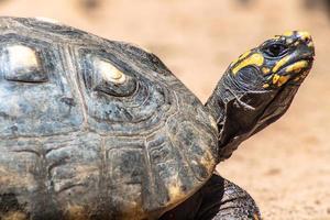 rotbeinige schildkröte, die auf sand in brasilien läuft foto