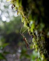 Morgentau. Glänzende Wassertropfen auf Spinnennetz über grünem Waldhintergrund. Makro. bokeh foto